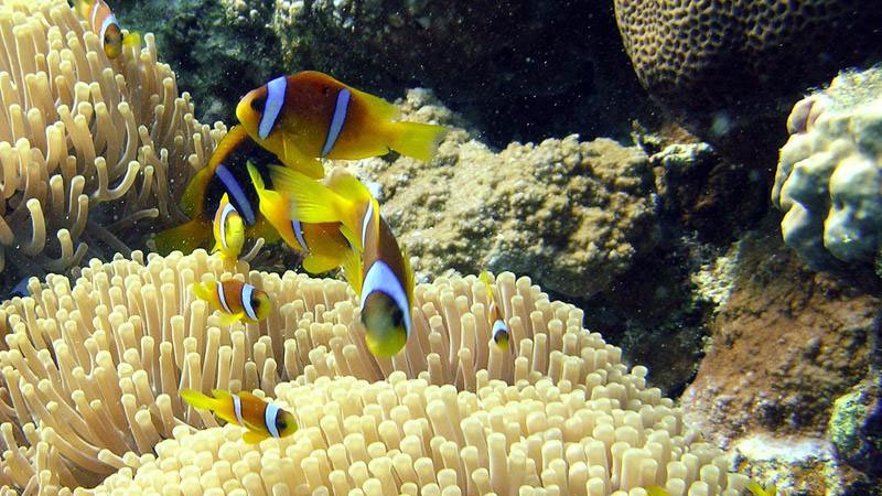 anemone-fish-hurghada-egypt.jpg