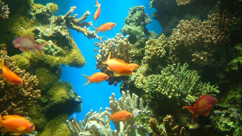 coral-hurghada-egypt.jpg
