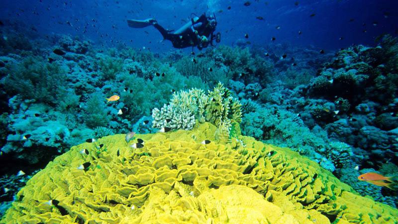 coral-red-sea-egypt.jpg