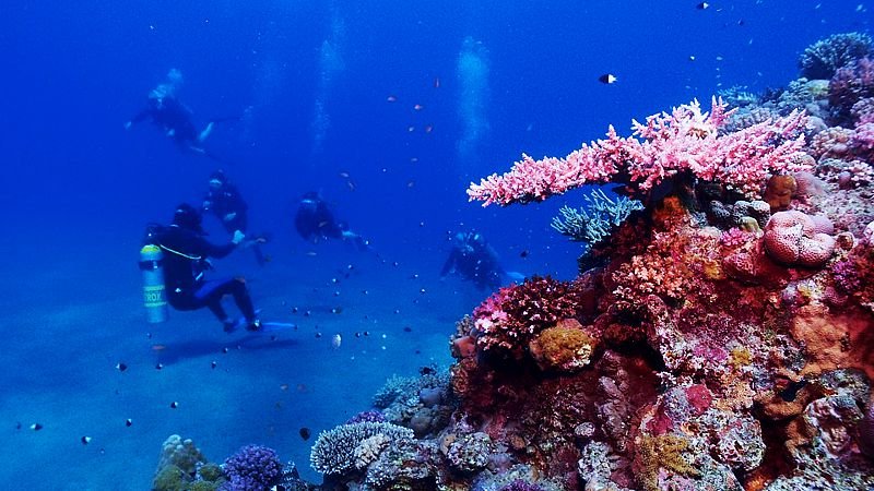 red-sea-underwater-egypt.jpg