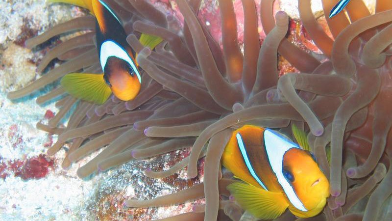 anemone-fish-red-sea-egypt.jpg