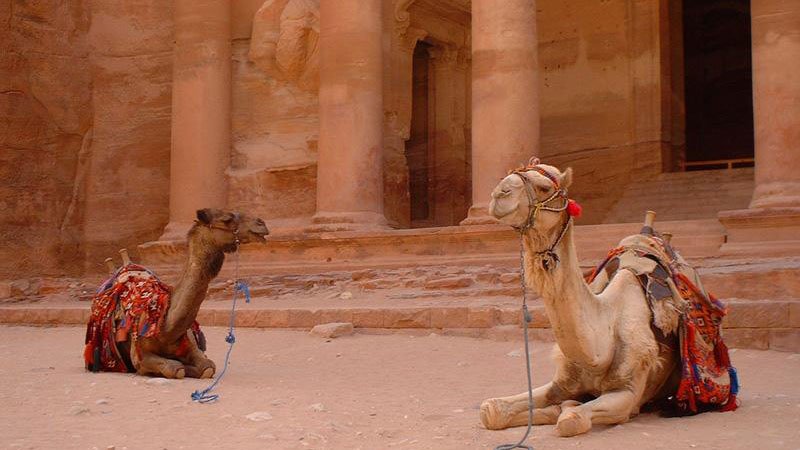 camels-petra-jordan.jpg