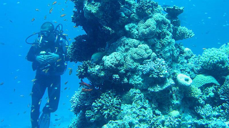 diving-red-sea-egypt.jpg