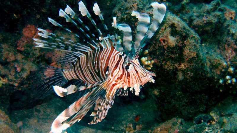 lionfish-red-sea-egypt.jpg