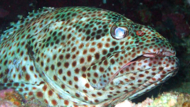 spotted-grouper-red-sea-egypt.jpg