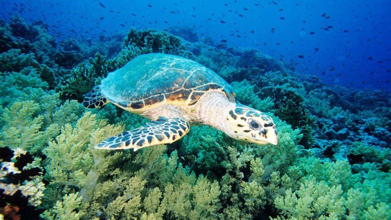 turtle-red-sea-egypt.jpg
