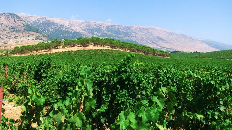vineyard-lebanon.jpg